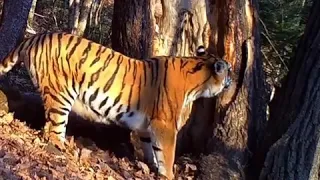 Амурская тигрица