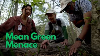 Mean Green: How Invasive Species are Choking our Forests and Parks | ONsite