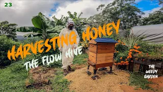 THE FLOW HIVE - Harvesting honey is easy