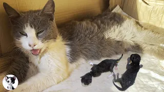 Stray Cat Who Had Just Given Birth And Newborn Kittens Faced A Life Threatening Crisis