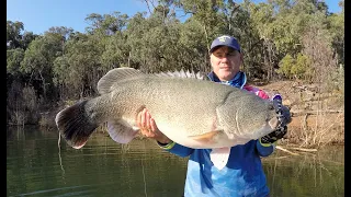 3 Big Murray Cod Off The Surface, Lake Eildon