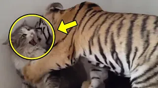 Mother Cat Adopts A Tiger Cub, Then Something Shocking Happened