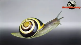 Mollusks Part 1 | The Happy Evolutionary Journey of Gastropoda | Evolution Story