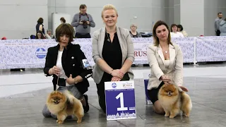 IDS "RKF Cup 2019" Moscow, Pomeranian