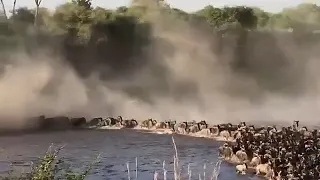 Great Wildebeest Migration, Mara River Crossing