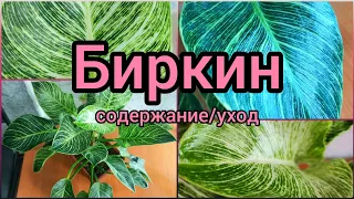 #Филодендрон Биркин🌿Максимальный размер🌸 #уход  #содержание #грунт #полив #цветы #растения