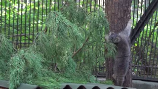 Котята манулов вышли погулять пока мама спит. 25.08.2022