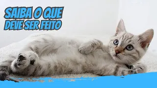 Gato mancando - SAIBA O QUE FAZER!