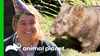 Happy Birthday to Minibus The Wombat! | Crikey! It's The Irwins