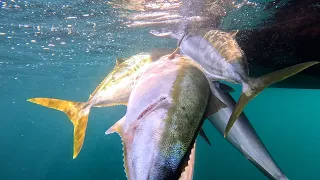 EXOTIC ALIEN 👽! YELLOWTAIL LACEDRA! VLADIVOSTOK 2023 SPEARFISHING (PART 2)