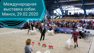 Международная выставка собак. Ратомка (Беларусь), 29.02.2020
