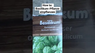 How to Basilikum Pflanze einpflanzen!!! Tutorial #shorts