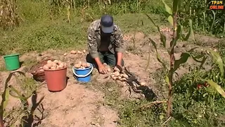 ✅ Наш урожай картошки 2020 🌿 🙋‍♀️ Мульча рулит, хрущ беспределит 🔥