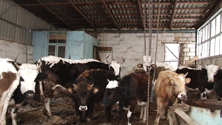 В Дербенте решают проблему выпаса крупного рогатого скота в черте города