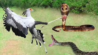 Who Will Win? King Cobra Vs Secretary Bird In A Big Fights