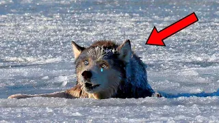 The hunter found a half-dead wolf frozen in the ice. What he did will shock you!