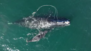 Meet Snow Cone, North Atlantic Right Whale 3560 | Last of the Right Whales