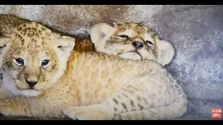 НЕЖНОЕ ВИДЕО ! Львица ЛОЛА и ее очаровательные львята! Lioness LOLA and her adorable lion cubs!