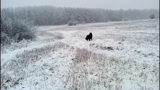 Дворняга на охоте.