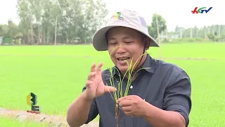 Kỹ thuật chăm sóc lúa phát triển tốt lúc đẻ nhánh | Ks Trương Hùng Phong