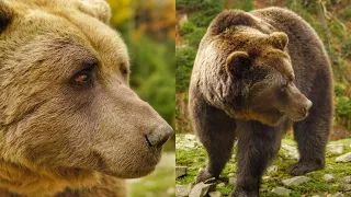 На Закарпатті рятують рідкісних ведмедів після знущань