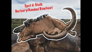 Spot & Stalk MONSTER Barbary Sheep/Aoudad Bowhunt