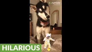 Husky super confused by sound of baby's laugh