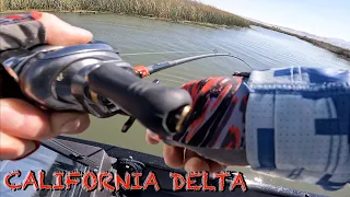 Striper Fishing CA Delta Sloughs With a Chatterbait #fishing g