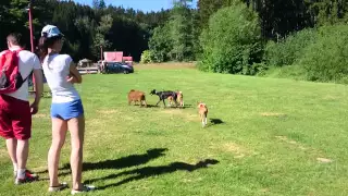 Dogs meeting a pig