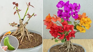 Method of grafting confetti using banana | Multi-colored bougainvillea by grafting