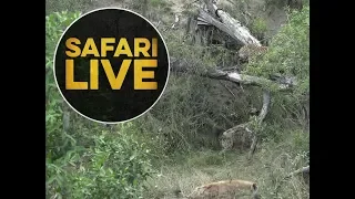 safariLIVE - Sunrise Safari - May 30, 2018