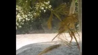 Giant Water Bug Lethocerus patruelis kills a fish