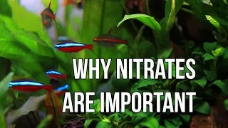 Lets Talk Nitrates