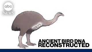 Reconstructed DNA of ancient bird could change how scientists study extinct species