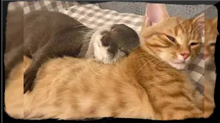 A Rescued Otter Can’t Fall Asleep If He Doesn’t Snuggle Up To His Feline Brother