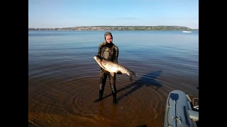 Подводная охота на Белого Амура Волга 22.09.2018 ( Саратов)