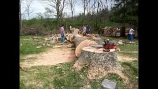 Cutting Down A HUGE Tree With My Jonsered 2165 Chainsaw