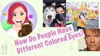 Our First Fan Question! How Does Heterochromia Happen?