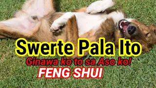 GAWIN MO TO SA ASO MO PARA SWERTEHIN KA! DOG FENG SHUI TIPS!