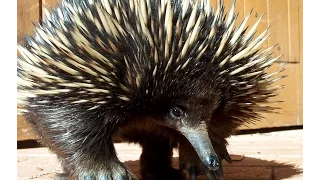 Echidna - My animal friends - Animals Documentary -Kids educational Videos