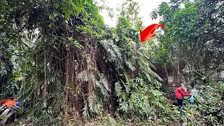 Shock Full Reviving a house buried for 50years was cleaning cutting grass sawing trees