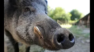 Wild Boar are DESTROYING my Ranch! {Catch Clean Cook} FLIR Thermosight