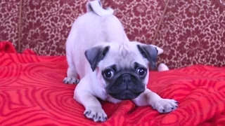 Puppies Barking Compilation - Cute Dog Barking Videos [NEW]