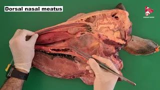 Anatomy of the Nasal and Oral cavities and associated structures of the Ox