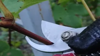 Обрезка молодого куста винограда для "чайников". Pruning a young grape bush for "dummies"