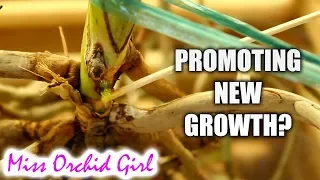 Trying to promote new growth on Orchids with Keiki Grow!