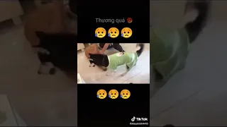 The moment a dog dies in front of its owner💔