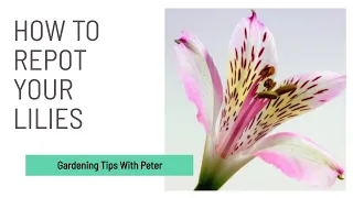 How to Repot Your Lilies | Garden Ideas | Peter Seabrook