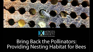 Bring Back the Pollinators: Providing Nest Habitat for Bees