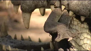 Crocodile Eats Crocodile 01 Footage